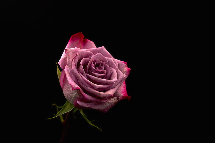 Close Up Shot Of Beautiful Pink Rose On Dark Background Stock Photo   Download Image Now  iStock