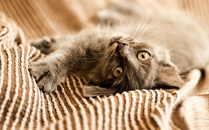 brown and black fur cat, animals, upside down, looking at viewer, HD wallpaper
