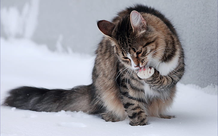cat, snow, legs, sitting, licking