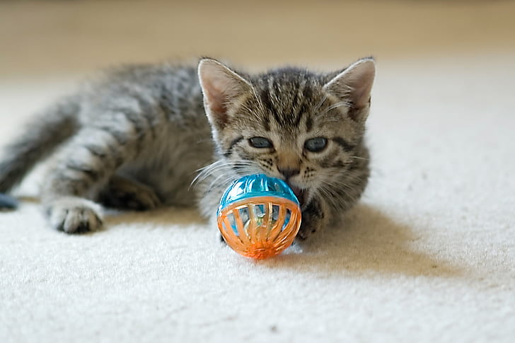 silver tabby kitten with rattle ball on the floor, cats, cats