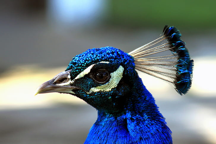 close up photo of blue peacock, peacock, close-up, up  close