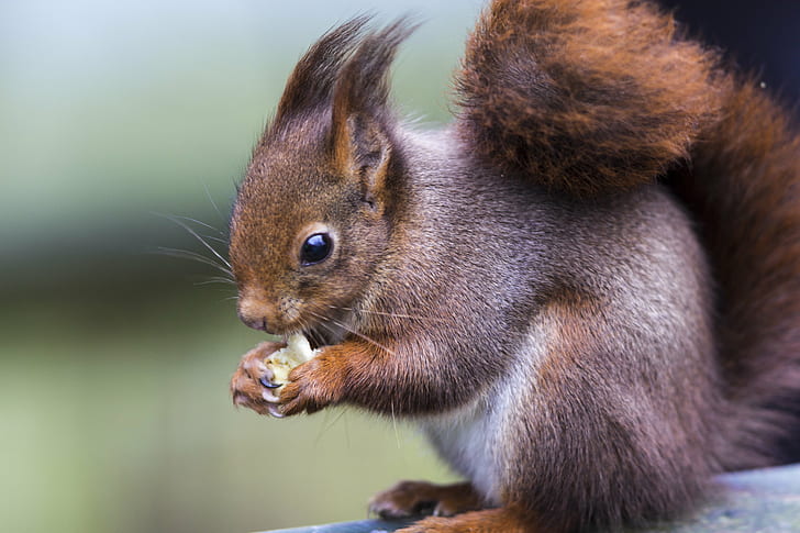 shallowfocus photography of brown squirrel, Eurasian Red Squirrel, HD wallpaper