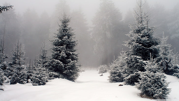 snow covered trees, nature, landscape, forest, winter, plant