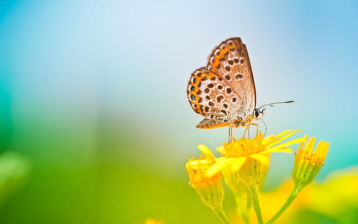 Spring butterfly, yellow flower, blurred background