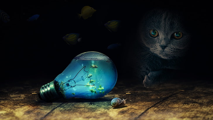 cat, animals, snail, fish, water, glass, spotlights, light bulb