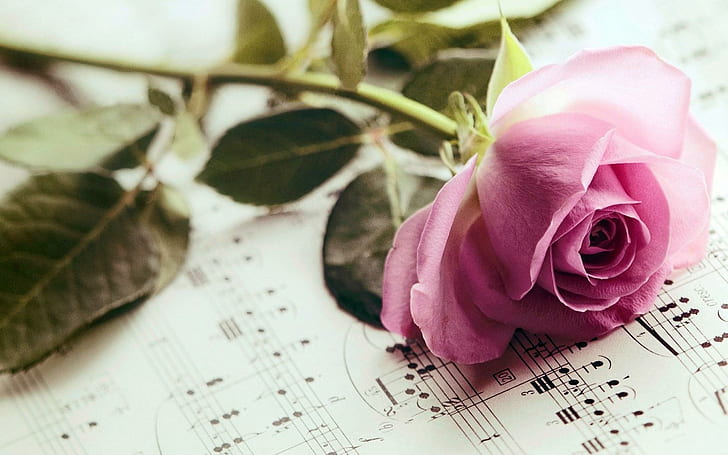 Rose Pink Flower Notes Music