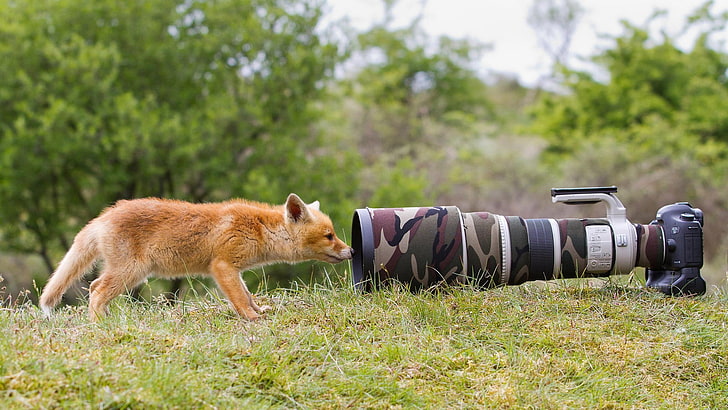 brown fox, nature, animals, wildlife, camera, lens, camouflage, HD wallpaper