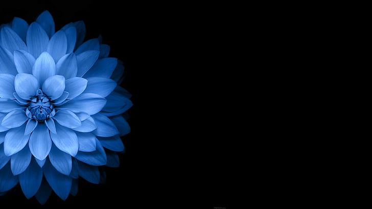 Hd Wallpaper Dark Flowers Blue Black Flare - Dark Flower Wallpaper 4k