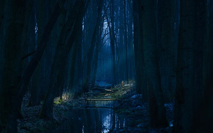 photograph of wooden bridge between trees, mist, nature, landscape, HD wallpaper