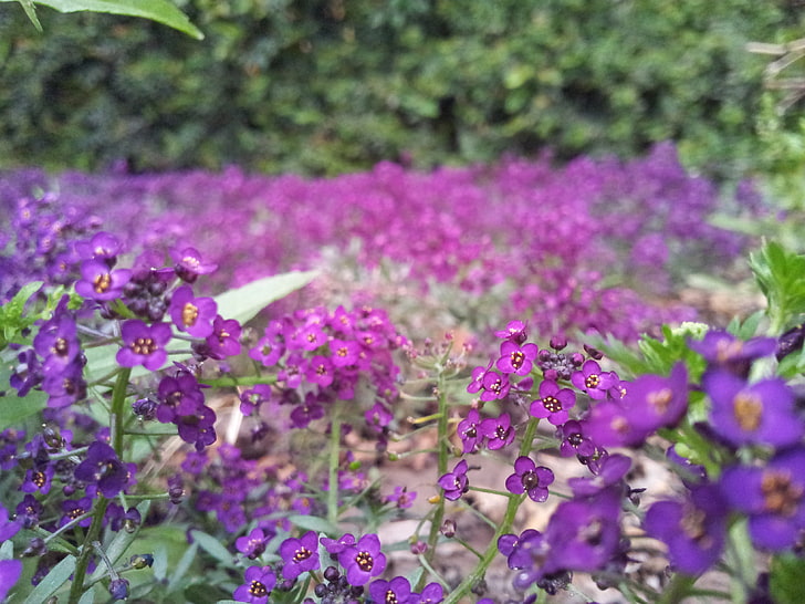flowers, nature, purple flowers, flowering plant, growth, beauty in nature