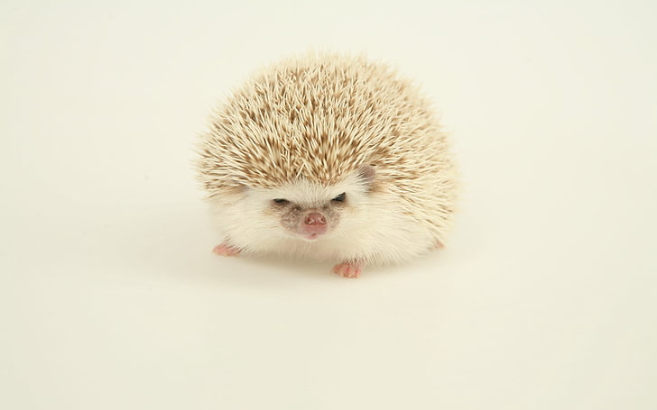 HD wallpaper: white porcupine, hedgehog, spines, light, animal, mammal,  cute | Wallpaper Flare