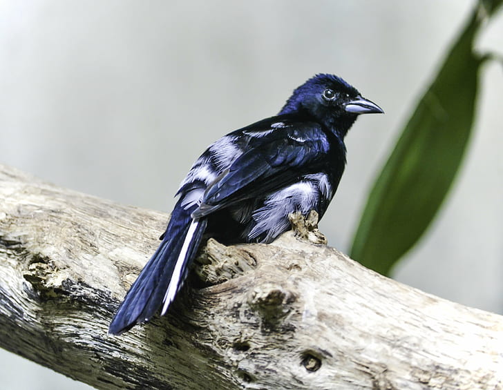 blue and white bird on tree branch, black, nature, exotic, animal, HD wallpaper