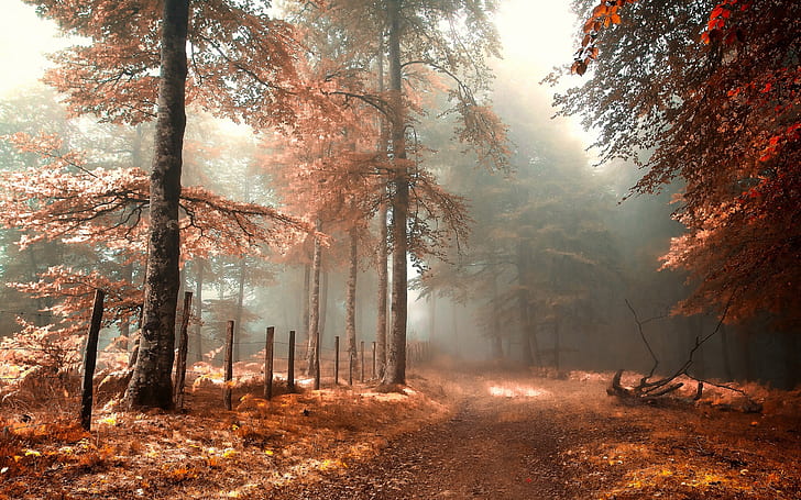 Forest, road, fence, fog, red, autumn landscape, HD wallpaper