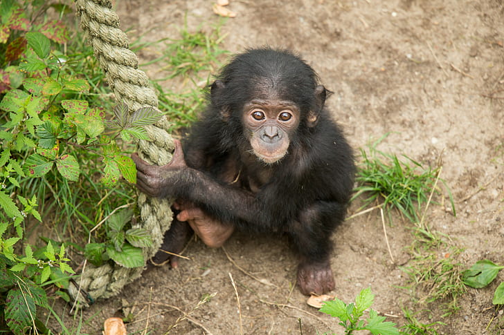Chimpanzees, monkey, look, cub, rope, Bush, the primacy of, HD wallpaper