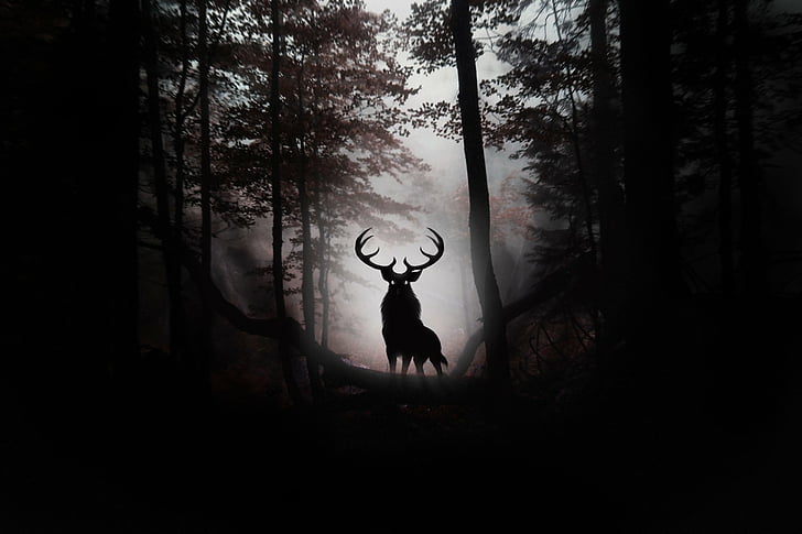 Fantasy Animals, Deer, Dark, Forest, Silhouette