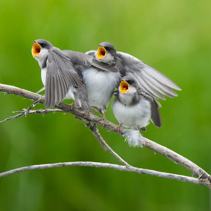 three gray and white short beak flock of birds perching on twigs