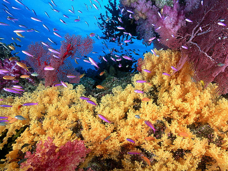 Fish Ocean Coral Reef HD, animals, HD wallpaper
