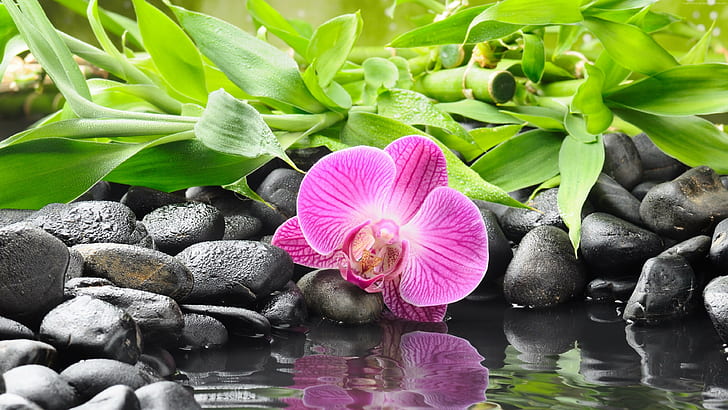 Orchid, pond, 4k pics, ultra hd, HD wallpaper