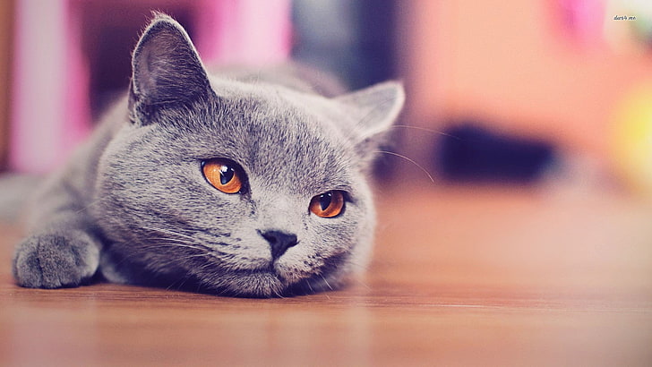 silver cat, blue, British shorthair, animals, domestic, pets