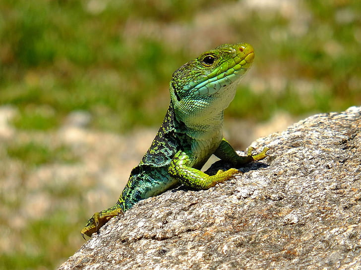 green lizard on gray rock, Pontevedra, Galicia, España, fujifilm X-S1, HD wallpaper