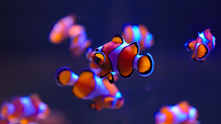 school of clown fish, Ultra  HD, clownfish, underwater, Finding Nemo