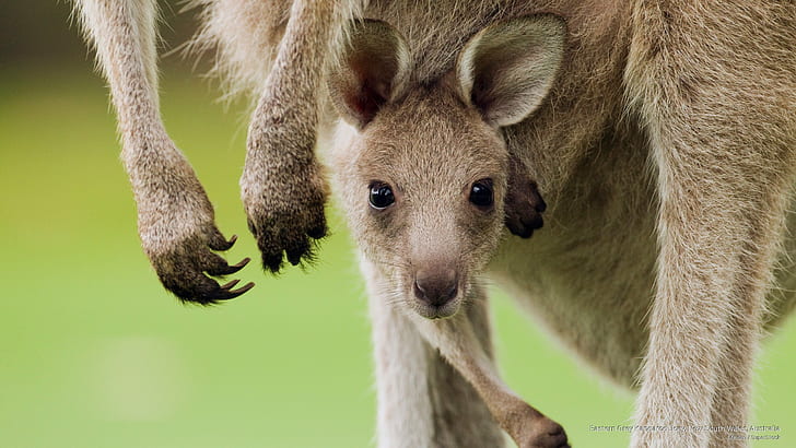 Eastern Grey Kangaroo Joey, New South Wales, Australia, Animals, HD wallpaper