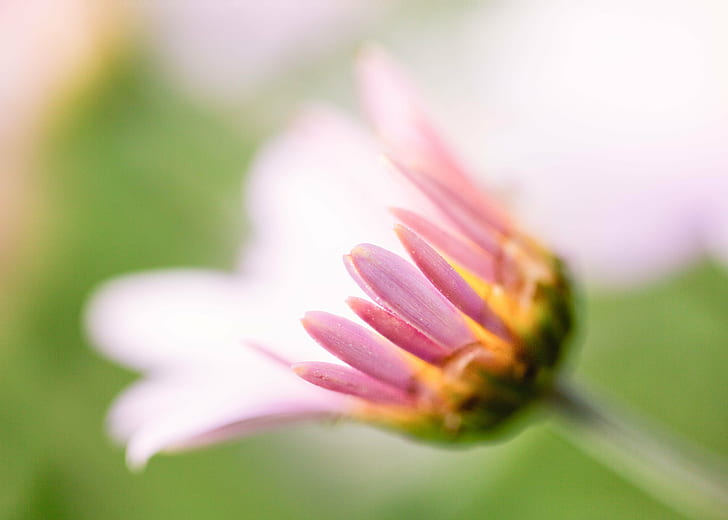 shallow focus photography of pink and yellow flower, flower  flower