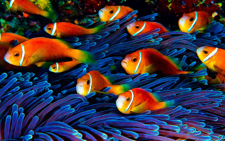 HD wallpaper: Fish Wallpaper Hd Underwater World, animal themes, animals in  the wild | Wallpaper Flare
