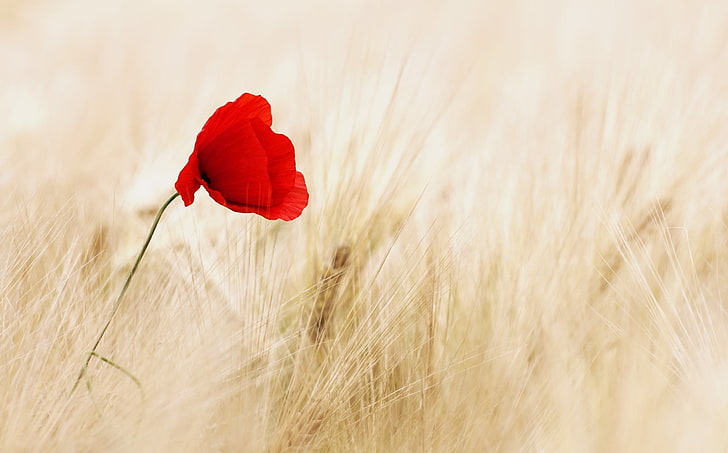 red poppy flower, wheat, field, flowers, background, widescreen, HD wallpaper