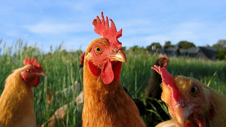 Animales, Aves, Corral, gallinas, chicken - bird, livestock