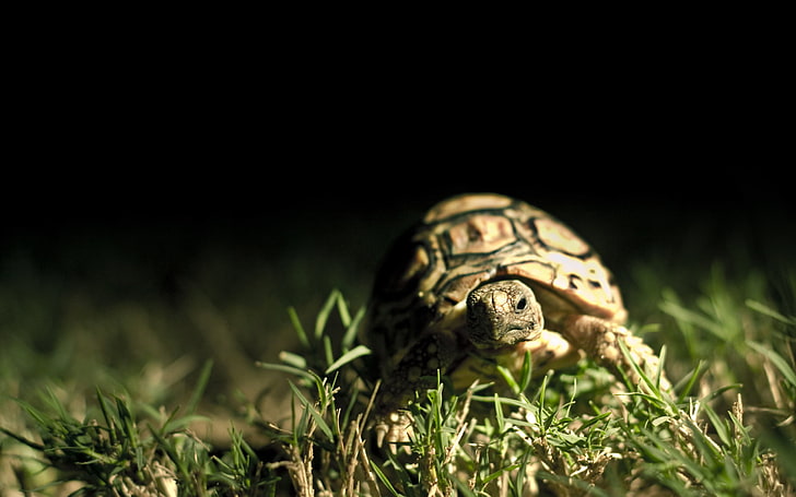 brown tortoise, dark background, shell, turtle grass, close-up