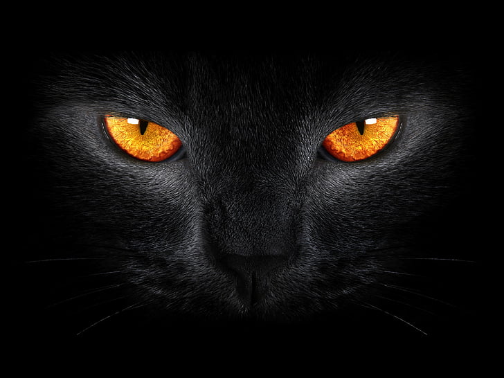 Bombay cat eyes, Black Cat, Scary, Yellow eyes, Dark background