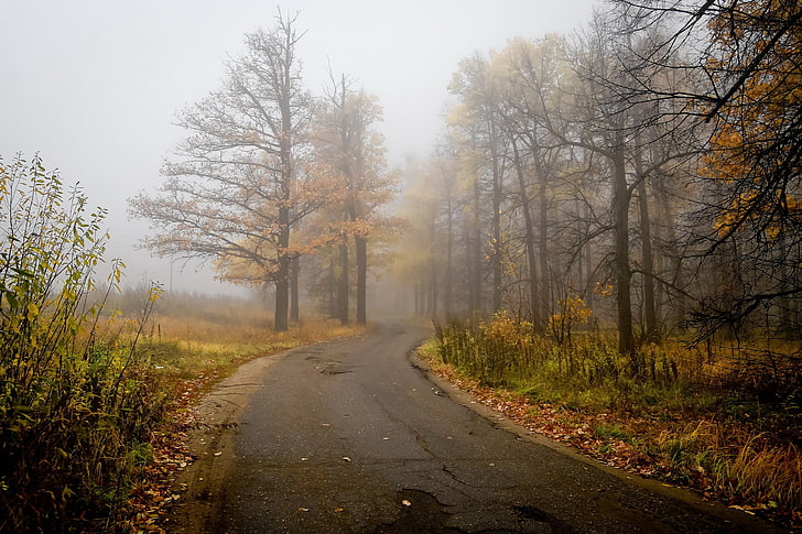 nature, trees, road, plant, the way forward, fog, direction, HD wallpaper