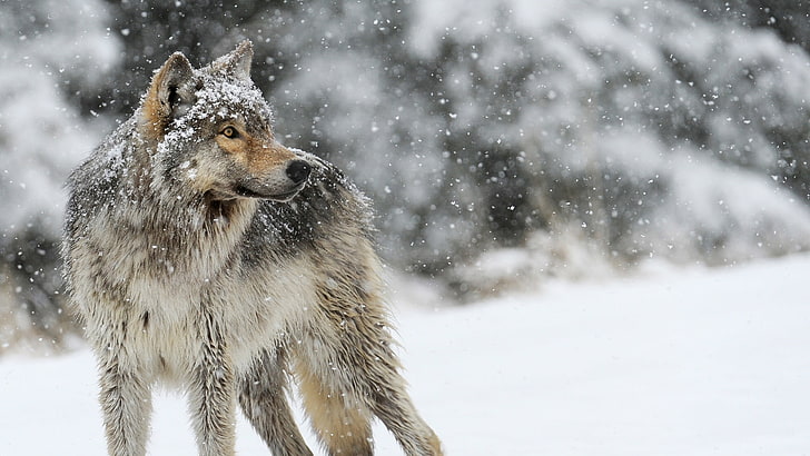wolf, animals, nature, snow, winter, depth of field, cold temperature, HD wallpaper
