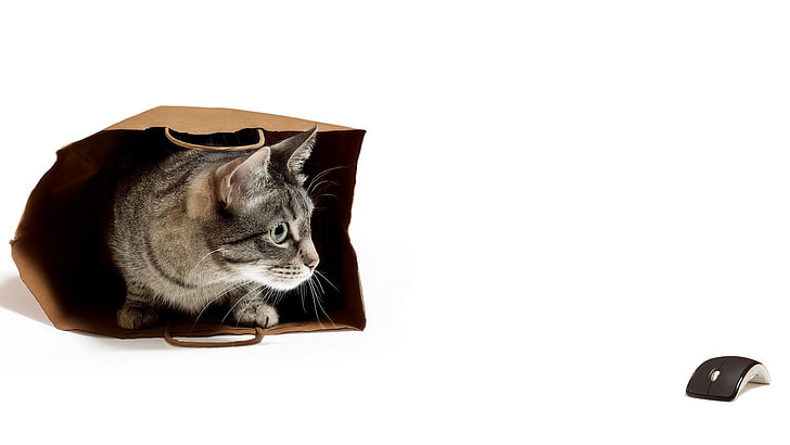 grey and white tabby cat in brown paper bag, white background