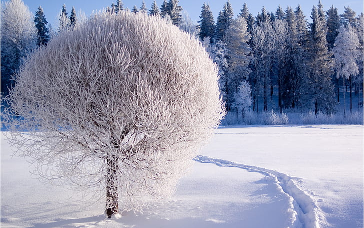 Winter, forest, trees, thick snow, white world