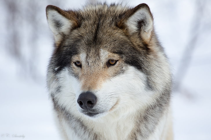 wolf, one animal, animal themes, winter, mammal, snow, animal wildlife, HD wallpaper