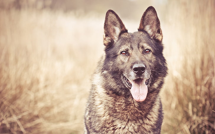 adult gray German shepherd photography, dog, animals, one animal, HD wallpaper