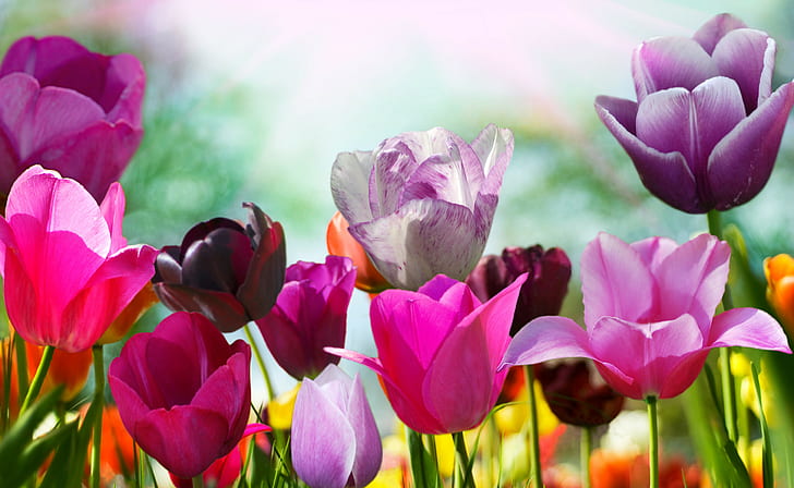 HD wallpaper: Flowers, Tulips, 4k, 8k, HD WALLAPERS | Wallpaper Flare