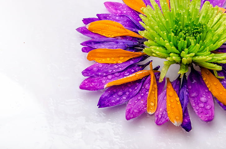 purple, orange and green petals flower, nature, close-up, plant