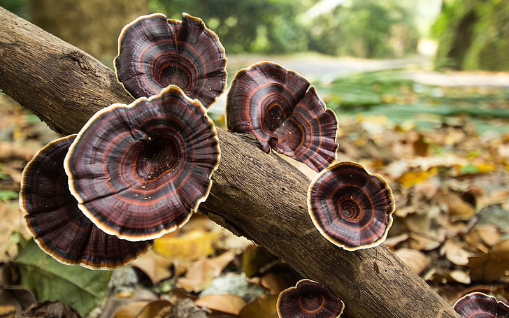 brown mushrooms, nature, tree trunk, fall, depth of field, fungus, HD wallpaper