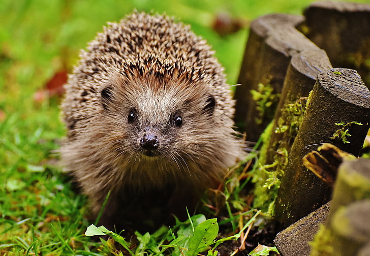 hedgehog, grass, thorn, glance, animal, mammal, nature, cute, HD wallpaper