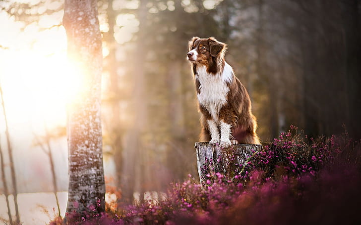 Australian Shepherd, forest, sunlight, dog, HD wallpaper