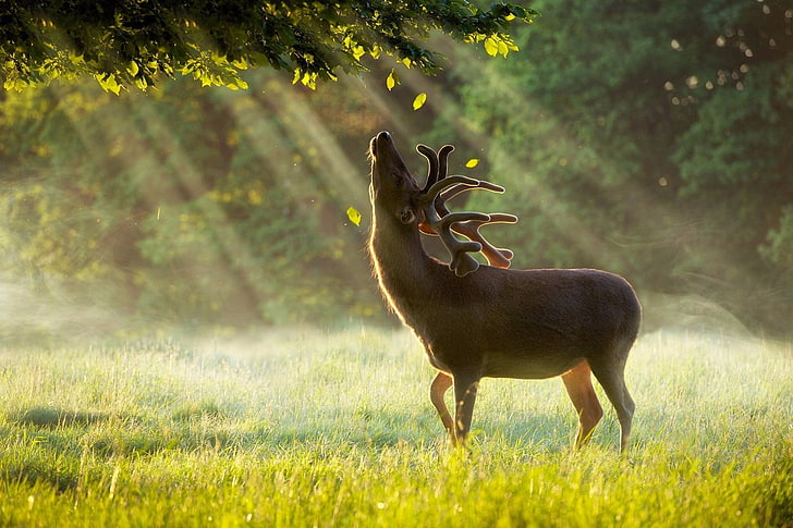 brown reindeer, photography, grass, sun rays, sunlight, trees, HD wallpaper