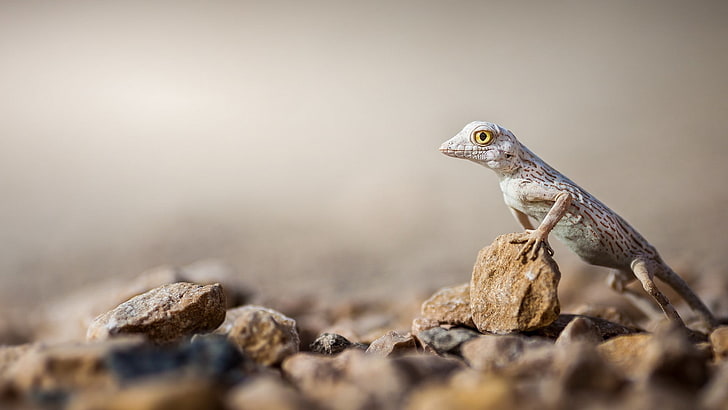 gray lizard, gray and brown lizard on brown pebble, animals, macro