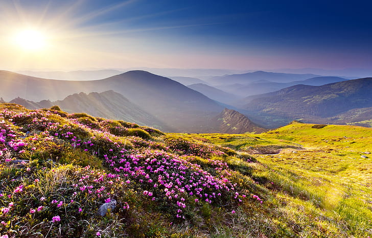4K, Rhododendron flowers, Sunset, Summer mountains