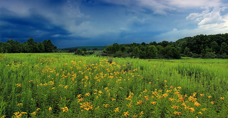 sunflower plant fields, montour, montour, Preserve, Pennsylvania