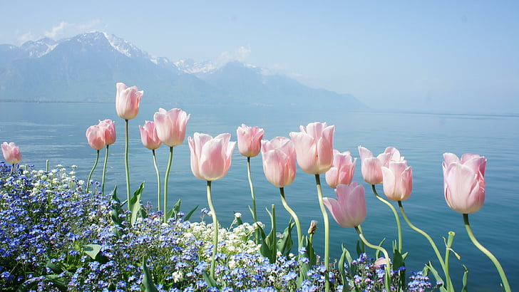 sea, spring, mountain, tulips, coast, shore, flower, landscape