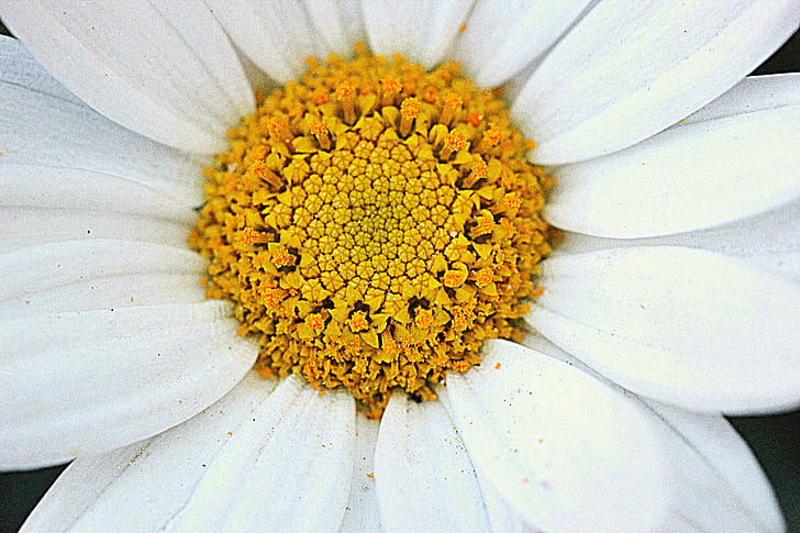 close up image of white Daisy flower, 2014 edition, Canon EOS 600D, HD wallpaper