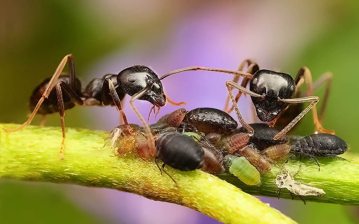 Crawler, black fire ant, group, insect, fractalius, ants, marvellous